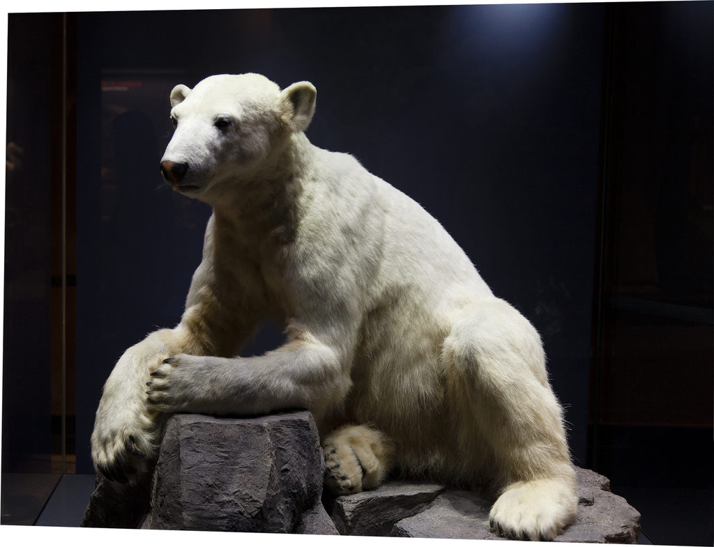 Isbjørn. mellemting 2017. HUMAN SITES sohn+isaksen